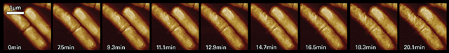 FastScan Bio大腸杆菌抗菌活性